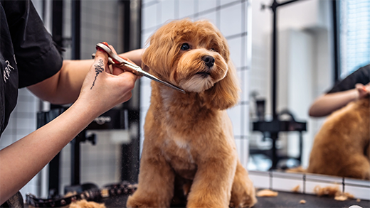 corte de pelo canino