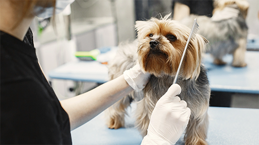 corte de pelo canino