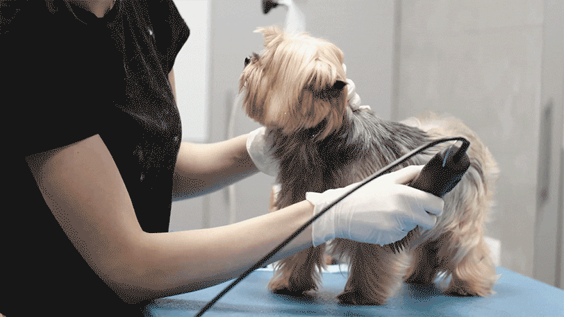 corte de pelo canino en Formación Activa