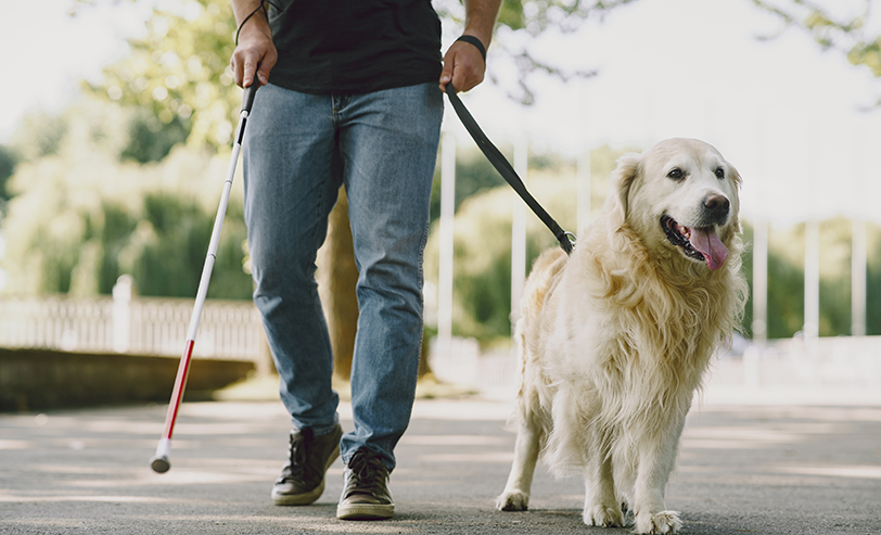 Convierte tu pasión por los animales en una poderosa herramienta de sanación